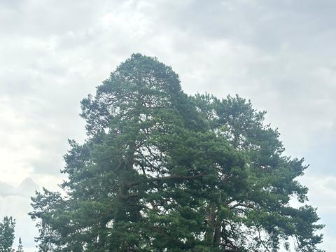 дом по адресу Хвойна