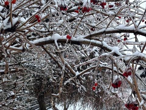 квартира за адресою Зелена вул., 25