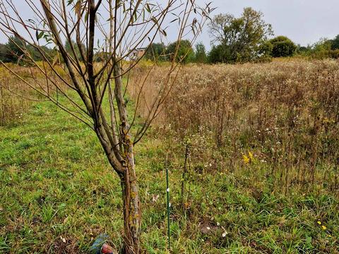 участок по адресу 