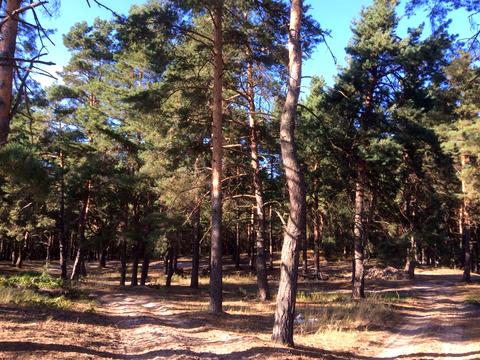 ділянка за адресою урочище Кругле