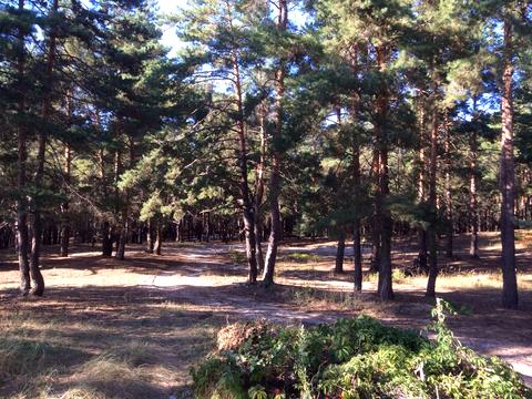 ділянка за адресою урочище Кругле