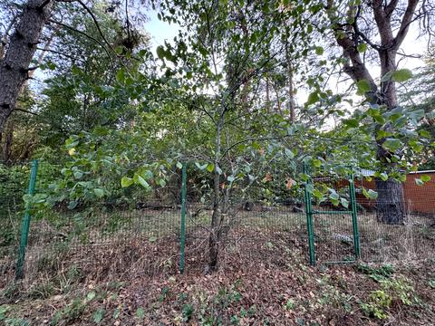 ділянка за адресою провулок лісовий