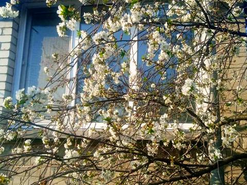 будинок за адресою Харків, Семка вул. (Сербиченка), 1а