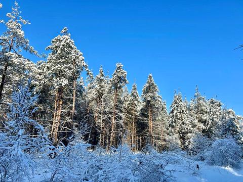ділянка за адресою с. Микуличі, 