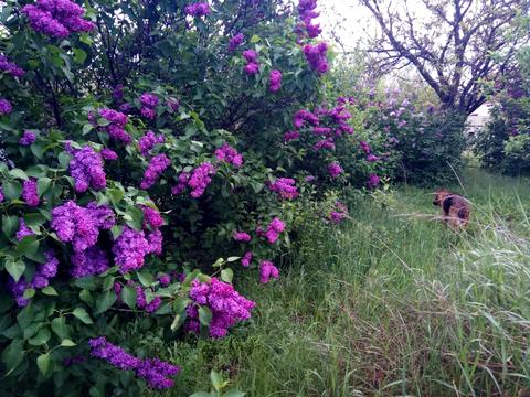 будинок за адресою Харків, Семка вул. (Сербиченка), 1а