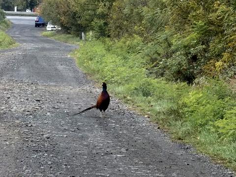ділянка за адресою Висока, 41