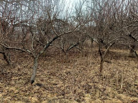 ділянка за адресою калинова