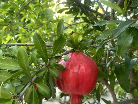 дом по адресу Терешковая