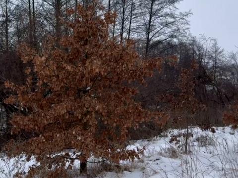 участок по адресу Лісова