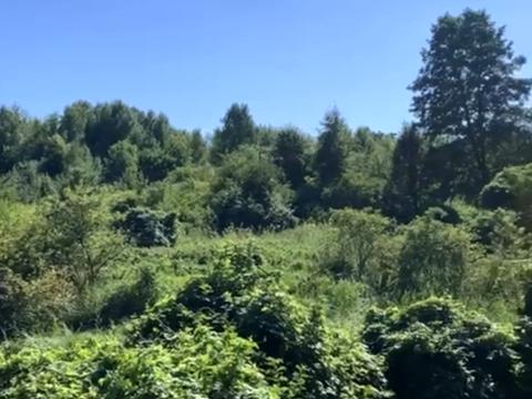 участок по адресу Лісова