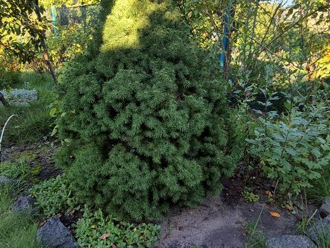 будинок за адресою Бузкова