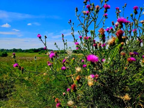 ділянка за адресою Центральна