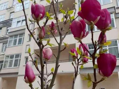 квартира за адресою Краківська вул., 4-Б