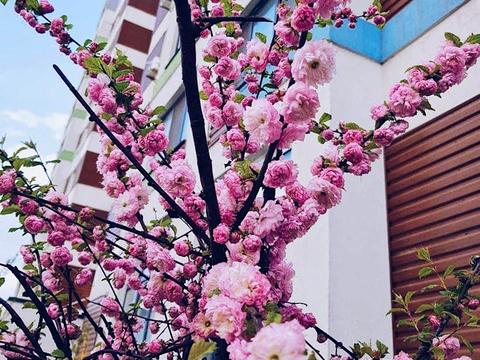 квартира за адресою Освіти вул., 17