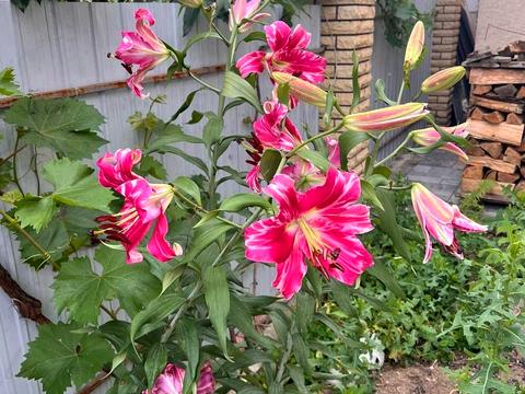 будинок за адресою Пшенична вул.