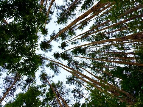 участок по адресу провулок Боровий