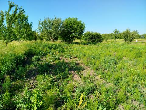 ділянка за адресою с. Медвеже Вушко, 