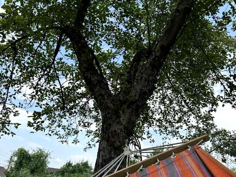 участок по адресу Виноградна