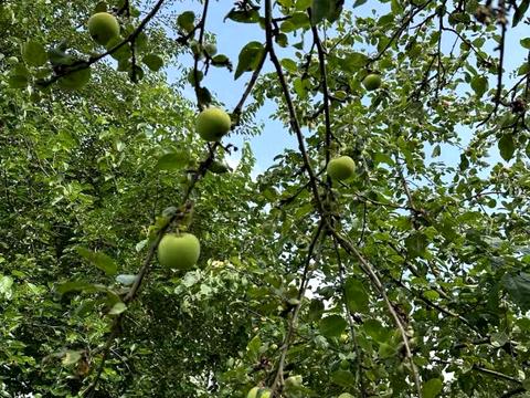 участок по адресу Виноградна