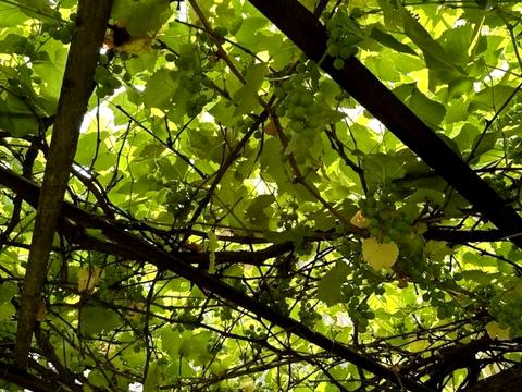 участок по адресу Виноградна