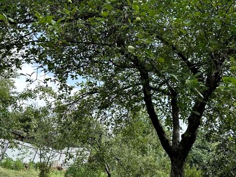 участок по адресу Виноградна