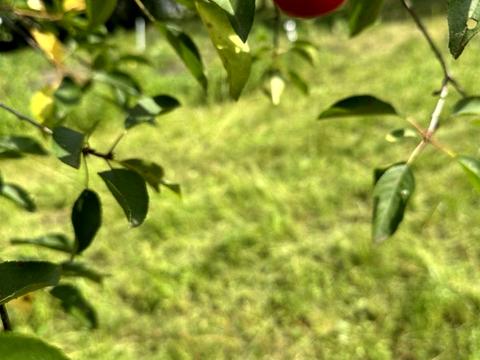 участок по адресу Виноградна