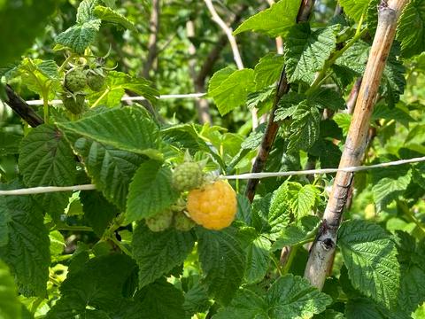 будинок за адресою Петра Калнишевського вул. (Артема), 15