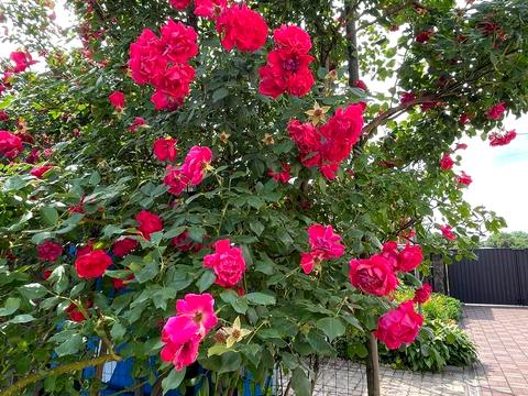 будинок за адресою Петра Калнишевського вул. (Артема), 15