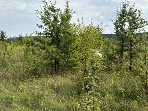 ділянка за адресою 