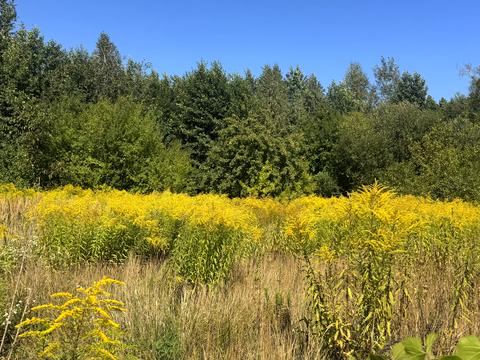 участок по адресу Миру