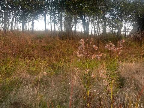 ділянка за адресою с. Комарів, 