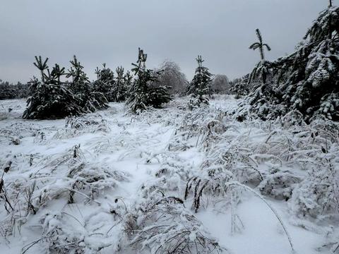 ділянка за адресою с. Ясногородка, 