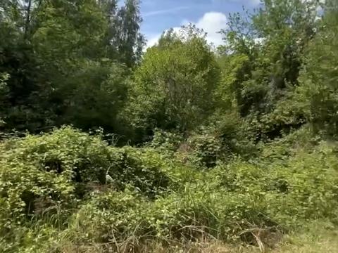 ділянка за адресою Коцки