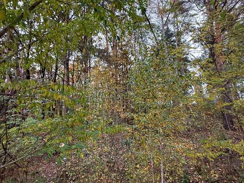 ділянка за адресою Ірпінь, Авіаконструктора Антонова вул., 19