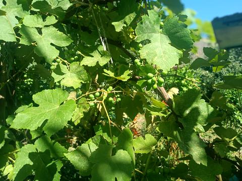 будинок за адресою Виноградна