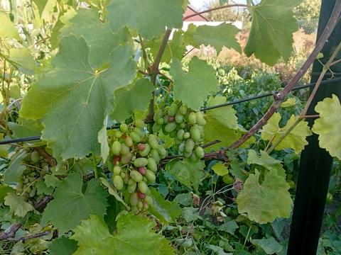 будинок за адресою  Прошова, Весняна