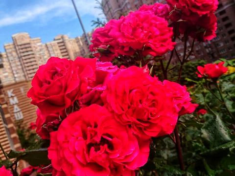 квартира за адресою Голосіївська вул., 13-Б