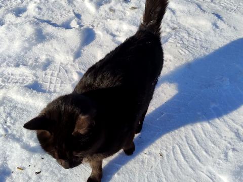 будинок за адресою Лісова