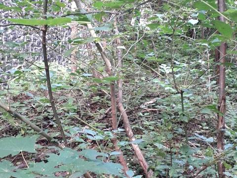 участок по адресу Кавказская ул.