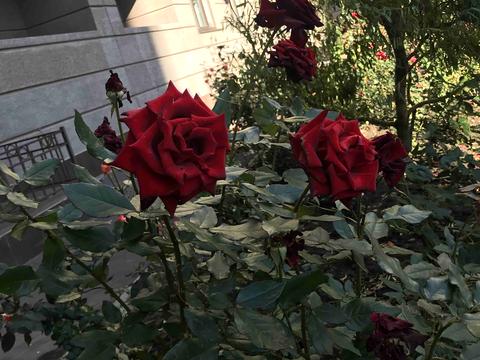 квартира по адресу Михаила Грушевского ул., 30г