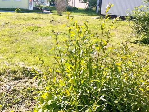 участок по адресу Шестакова