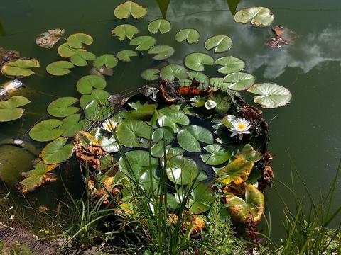 дом по адресу Героїв у ул., 1