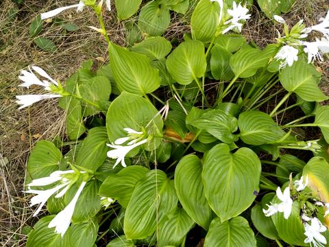 участок по адресу Шевченка, 67