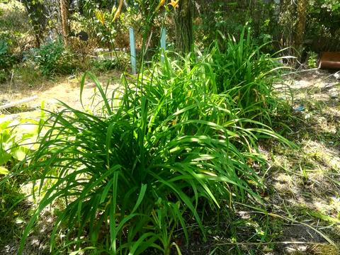 участок по адресу Шевченка, 67