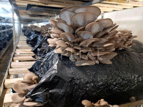 комерційна за адресою мира, 1