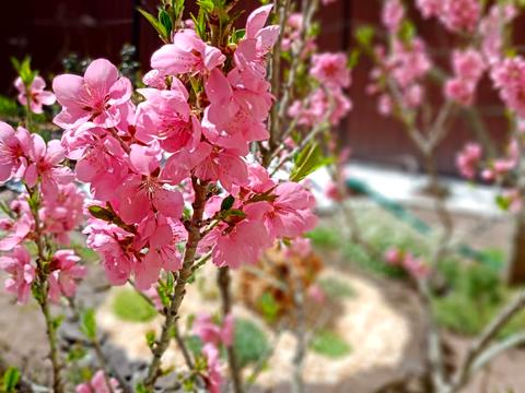 дом по адресу с. Мархалевка, серпнева