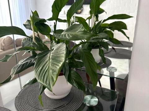 квартира за адресою Грушевського пров., 20