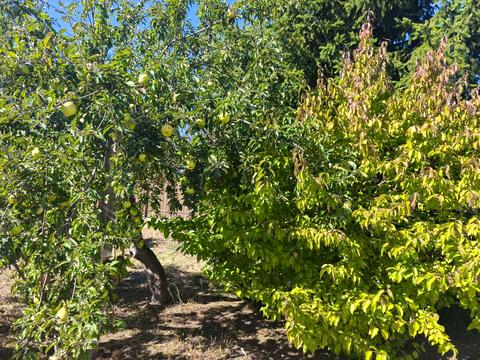 ділянка за адресою 