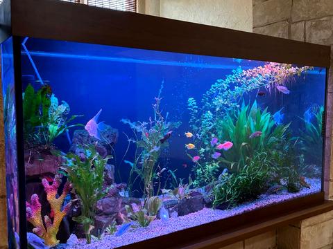 квартира по адресу Николая Биха ул., 20а