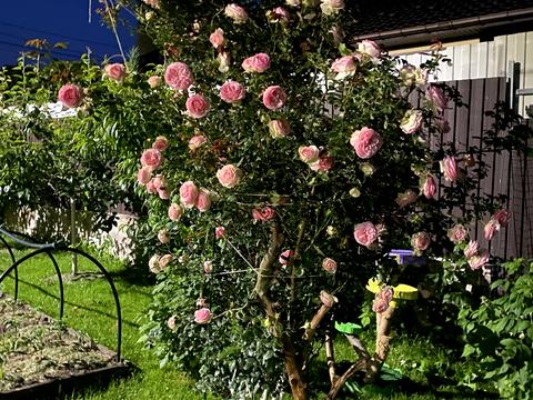 дом по адресу вул.Автомобільна, 37